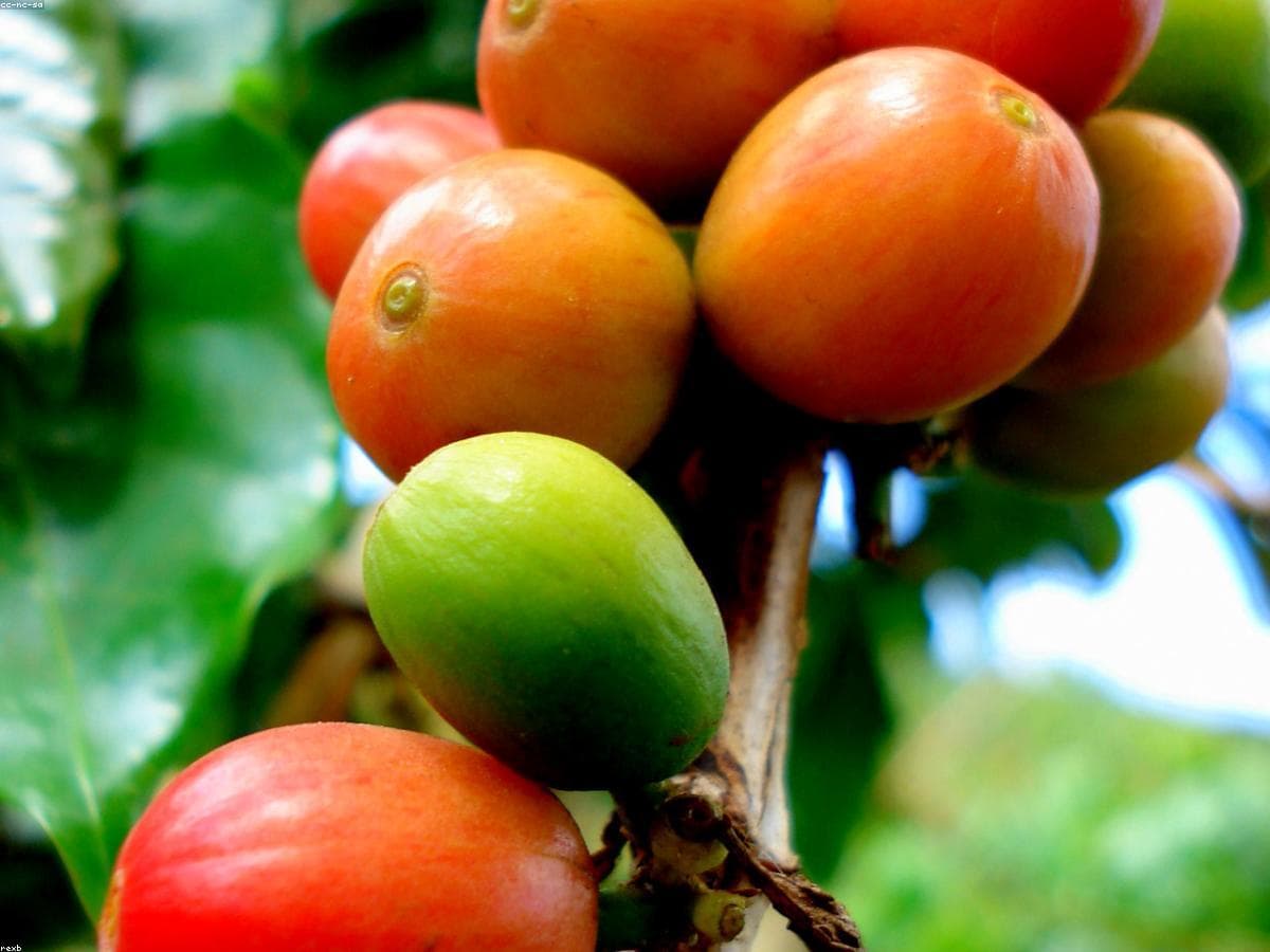Coffee Farm Experience